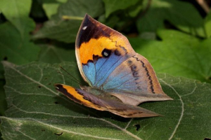 Butterfly-lastdi: megkülönböztető tünetek és életmód Butterfly-lastdi: megkülönböztető tünetek és életmód